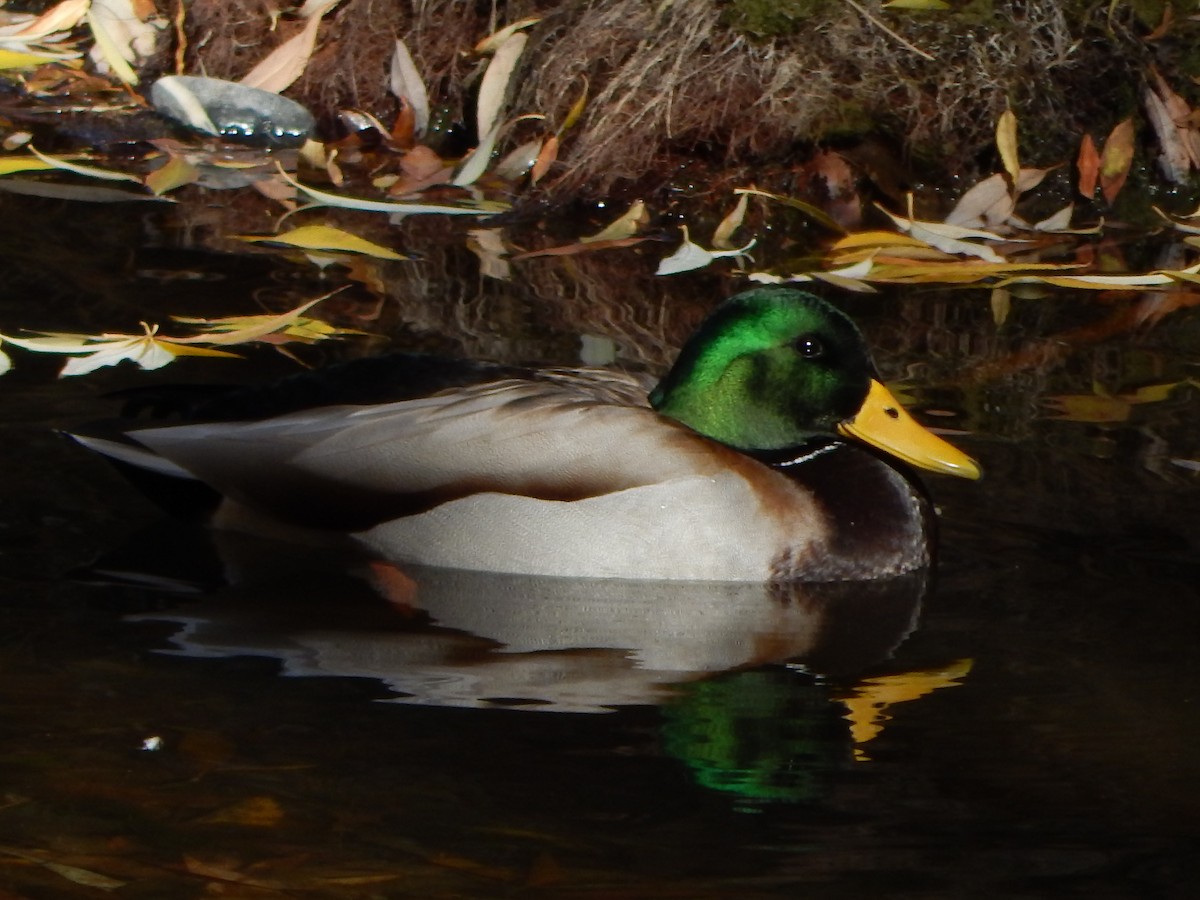 Крижень звичайний - ML645976058