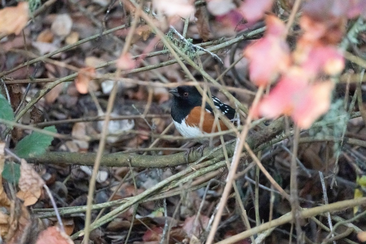 Тауї плямистий - ML645976059