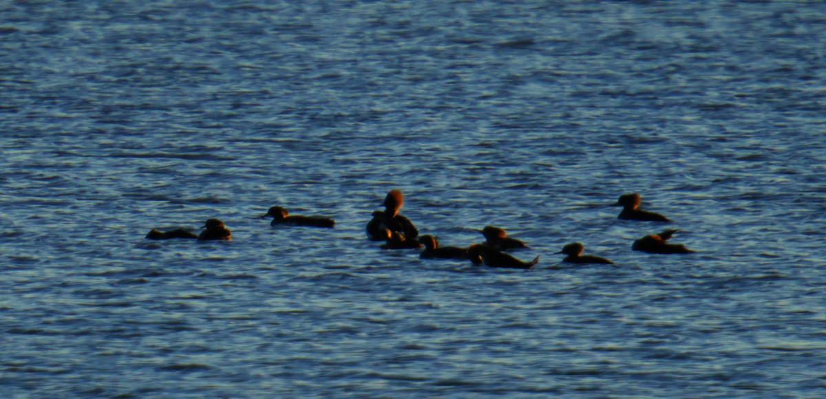 Крех жовтоокий - ML645976060