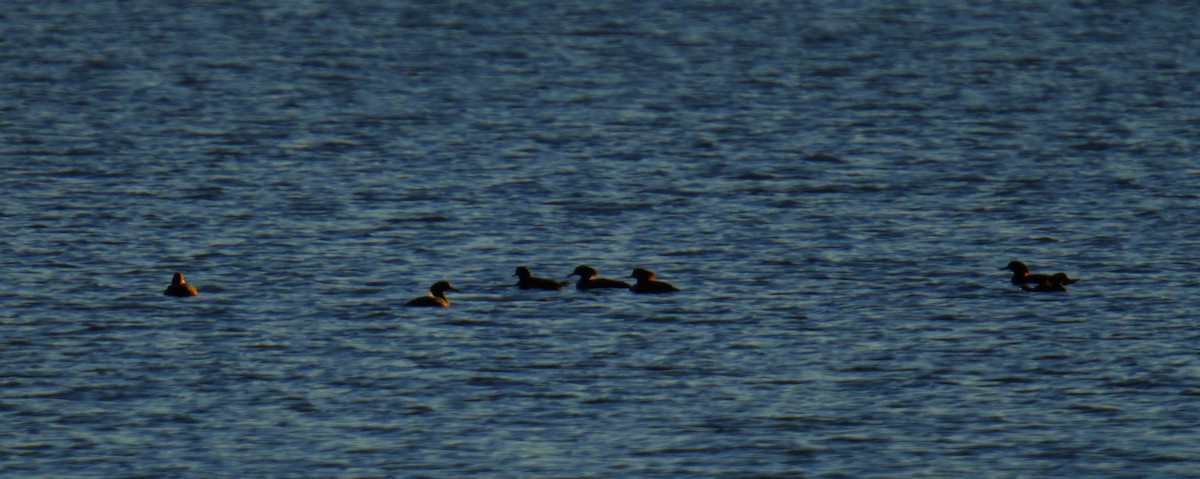 Крех жовтоокий - ML645976061