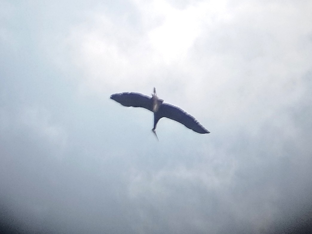 Лелека малазійський - ML645976064