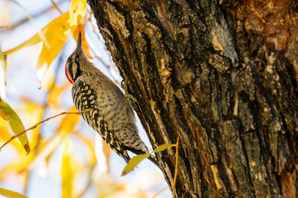 Дятел техаський - ML645976065