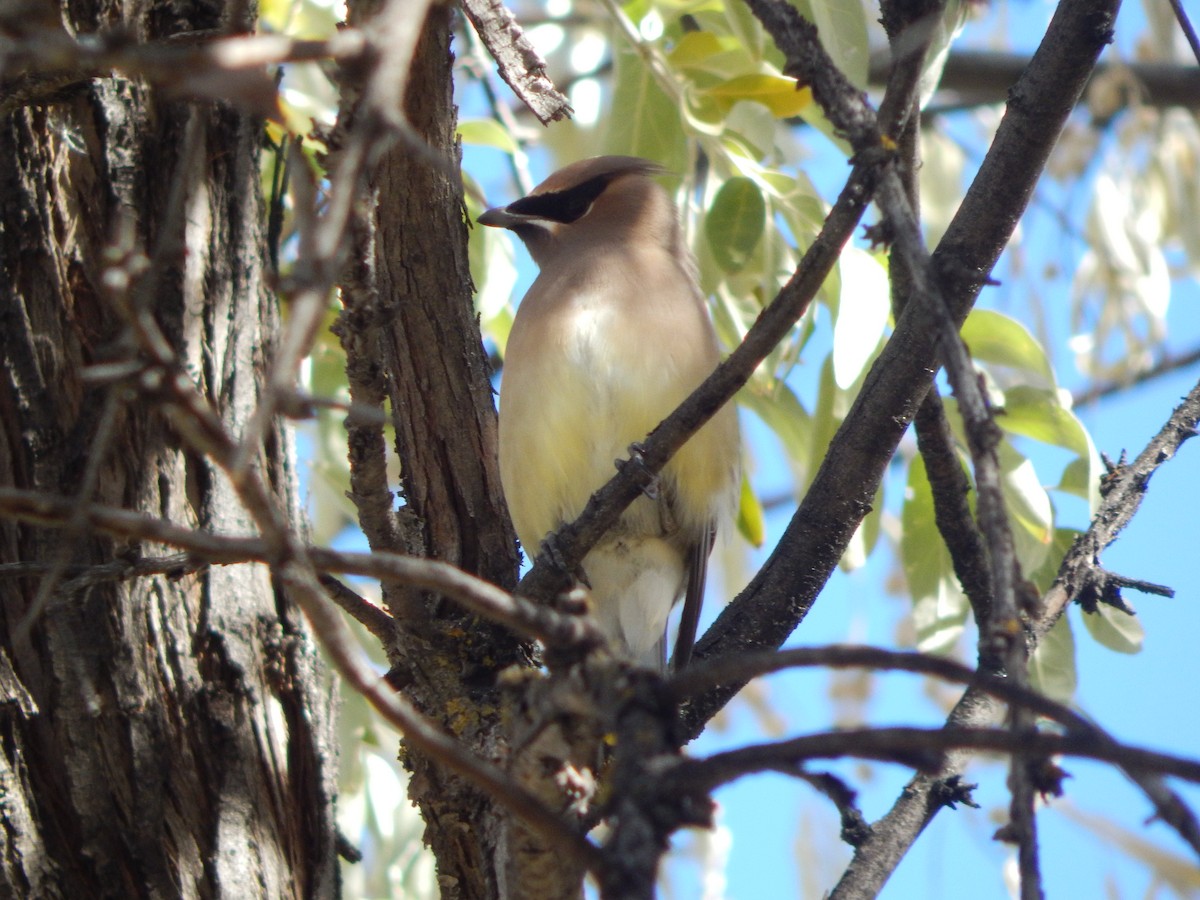 Омелюх американський - ML645976066