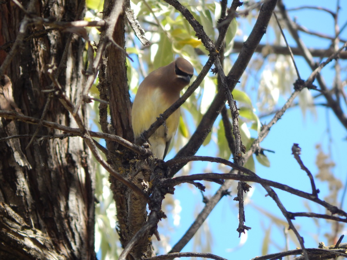 Омелюх американський - ML645976067