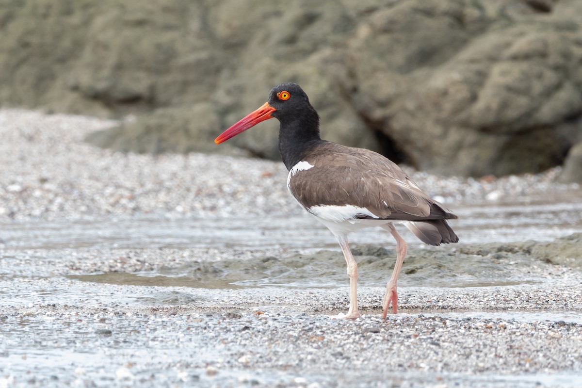 Кулик-сорока американський - ML645976068