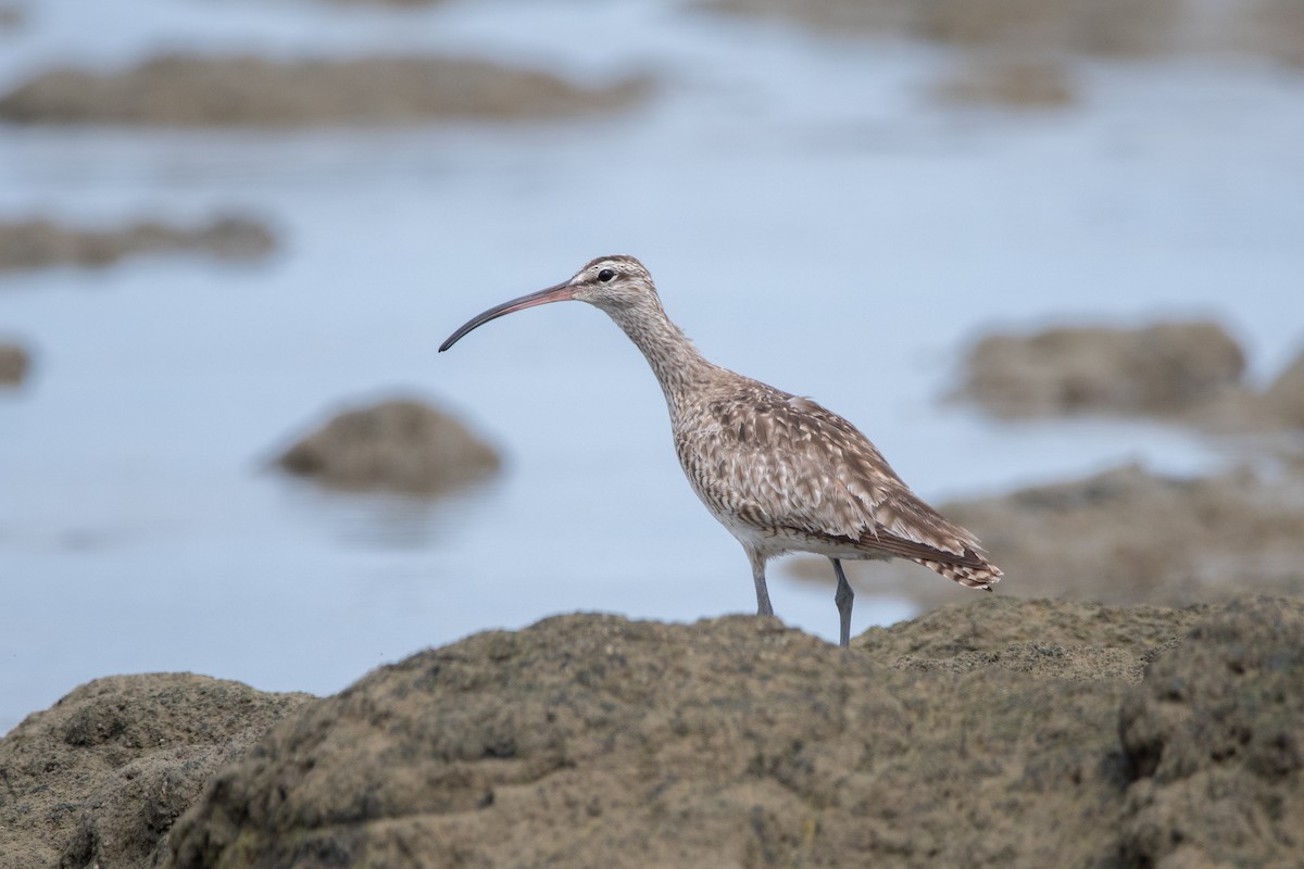 Кульон гудзонський - ML645976069