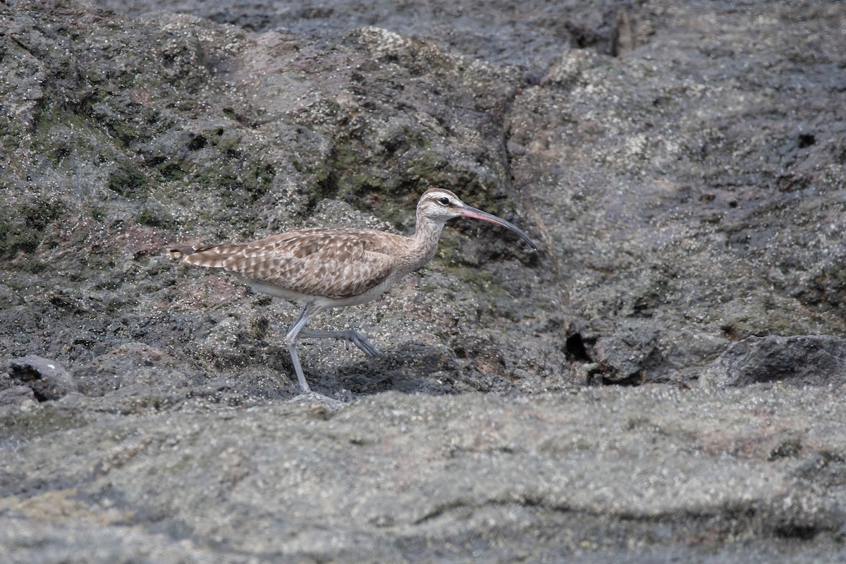 Кульон гудзонський - ML645976070