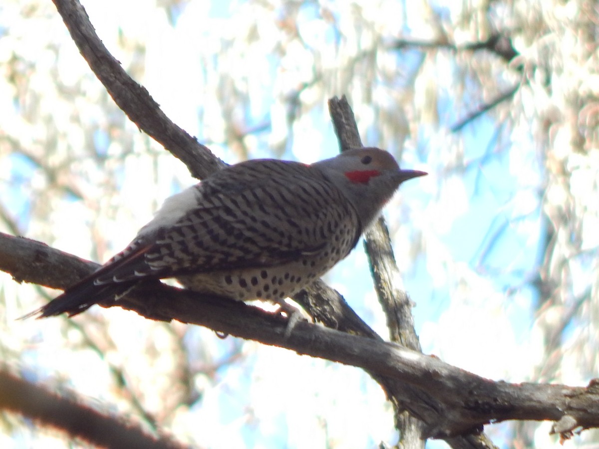 Декол золотистий [група cafer] - ML645976071