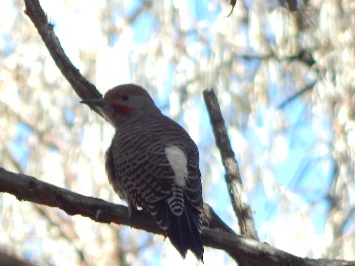 Декол золотистий [група cafer] - ML645976072