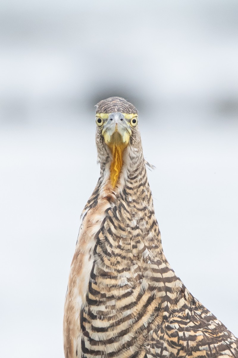 Бушля мексиканська - ML645976074