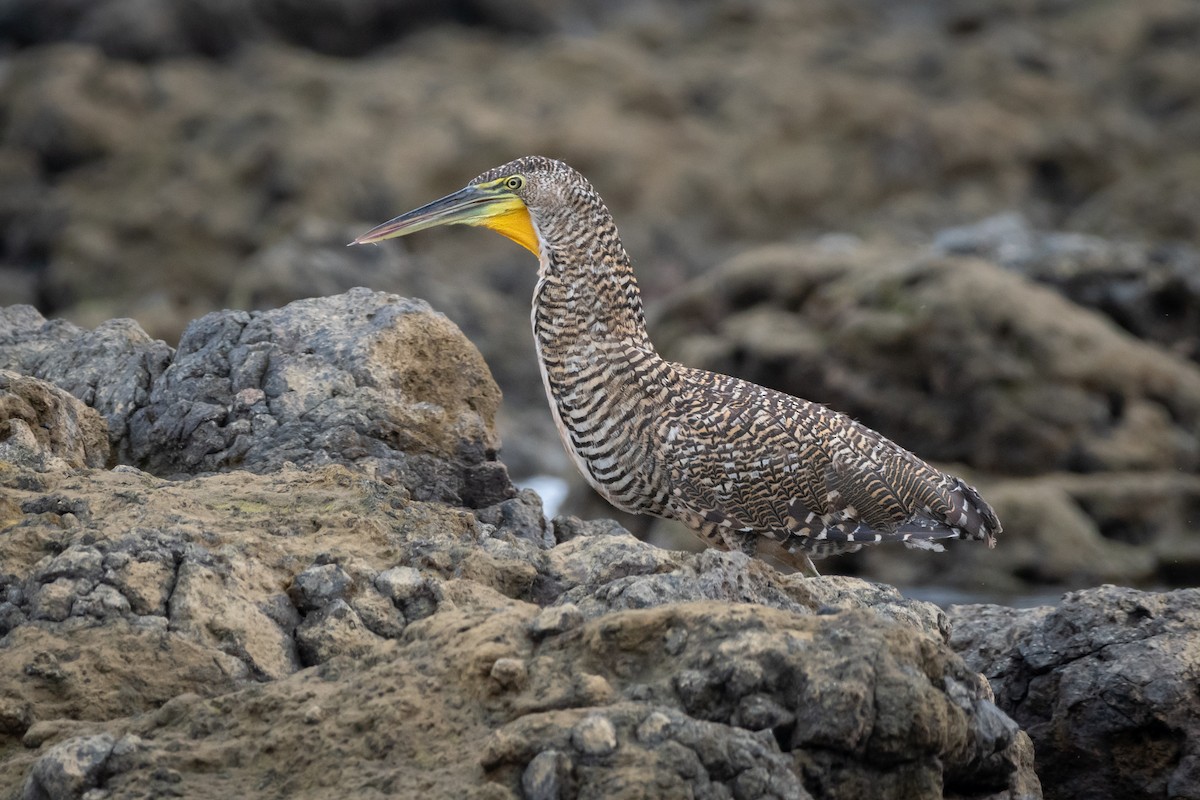 Бушля мексиканська - ML645976075