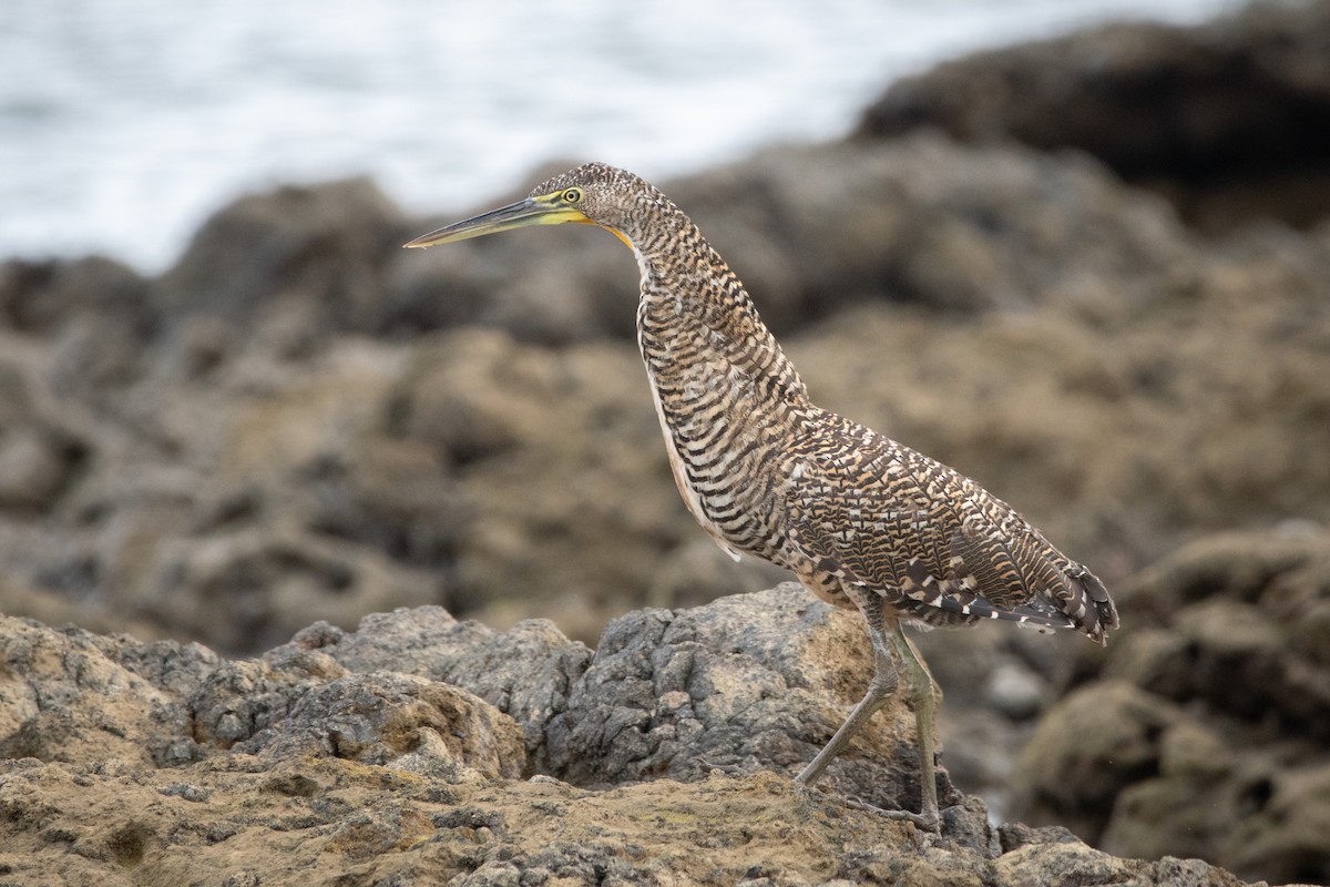 Бушля мексиканська - ML645976076