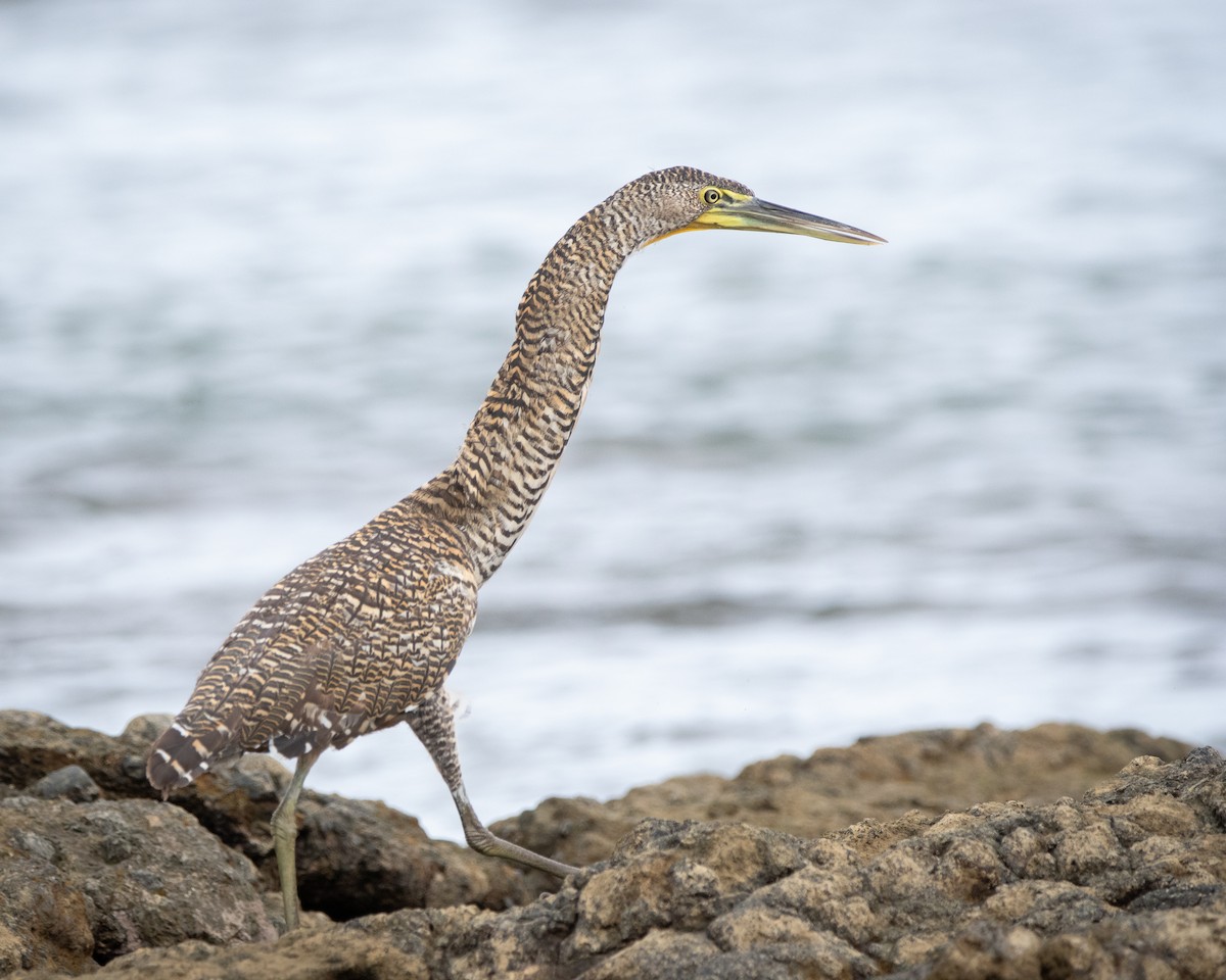 Бушля мексиканська - ML645976077