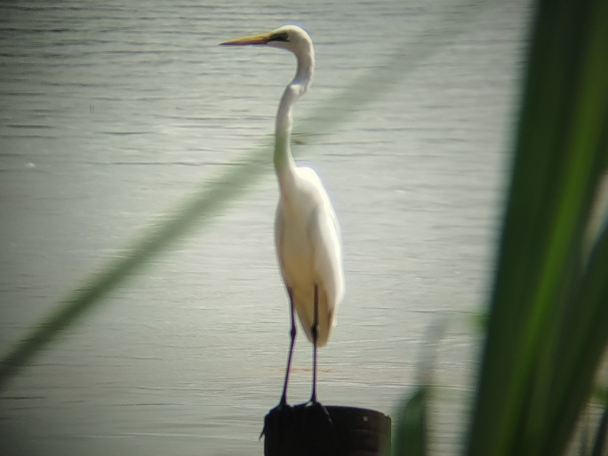 Чапля велика - ML645976078