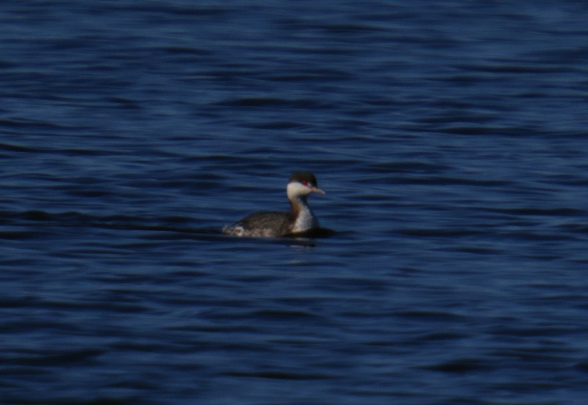 Пірникоза червоношия - ML645976079