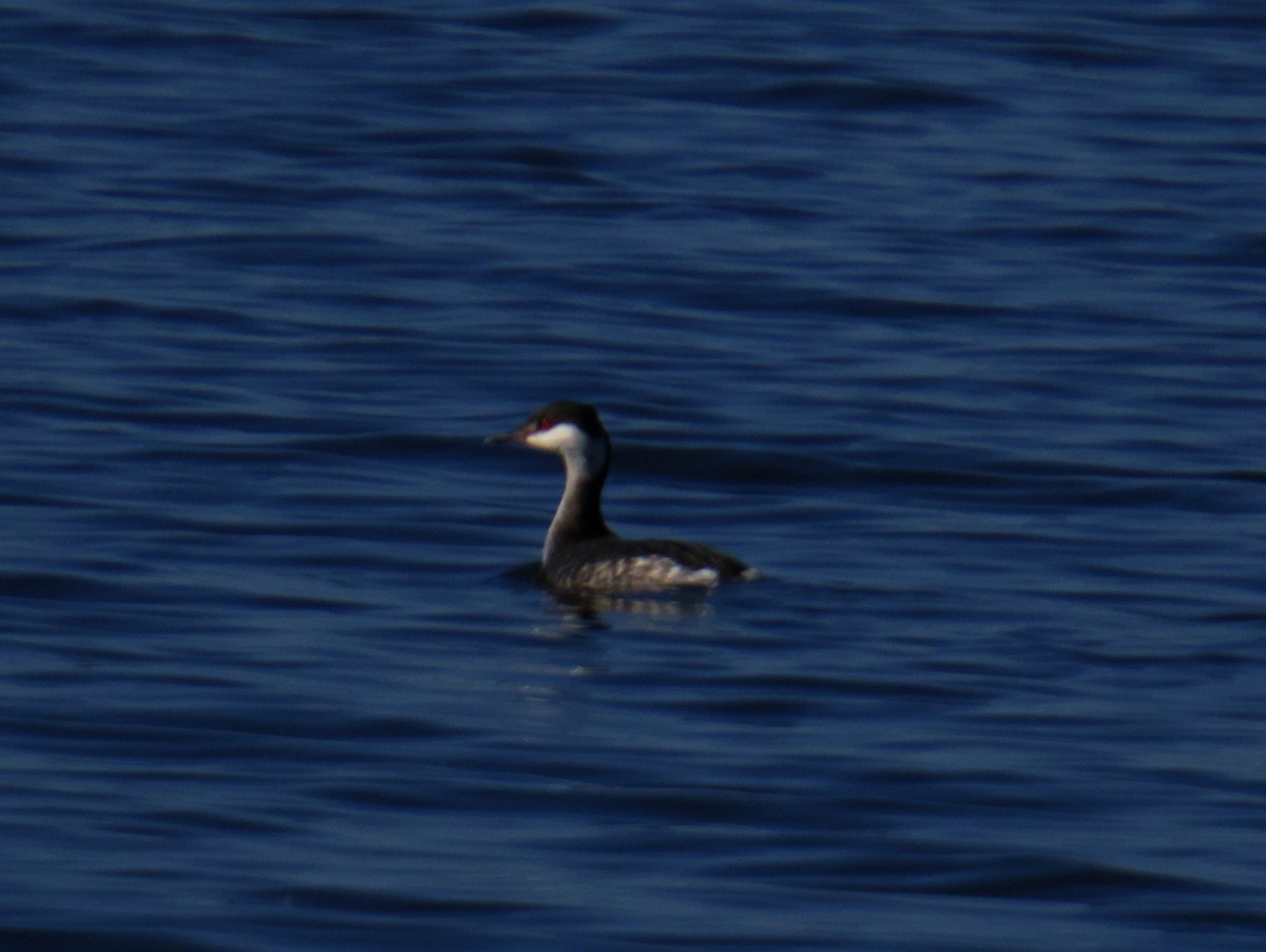 Пірникоза червоношия - ML645976080