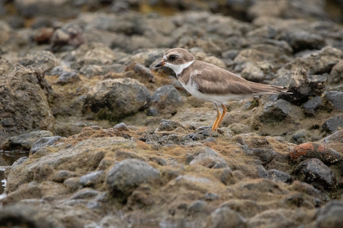 Пісочник канадський - ML645976081