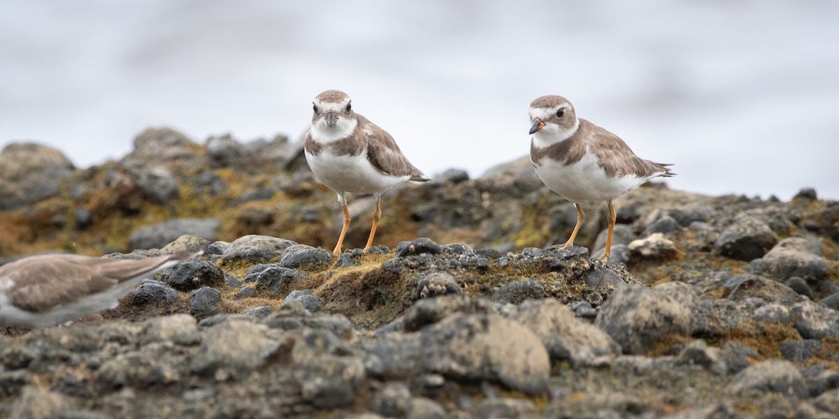 Пісочник канадський - ML645976082