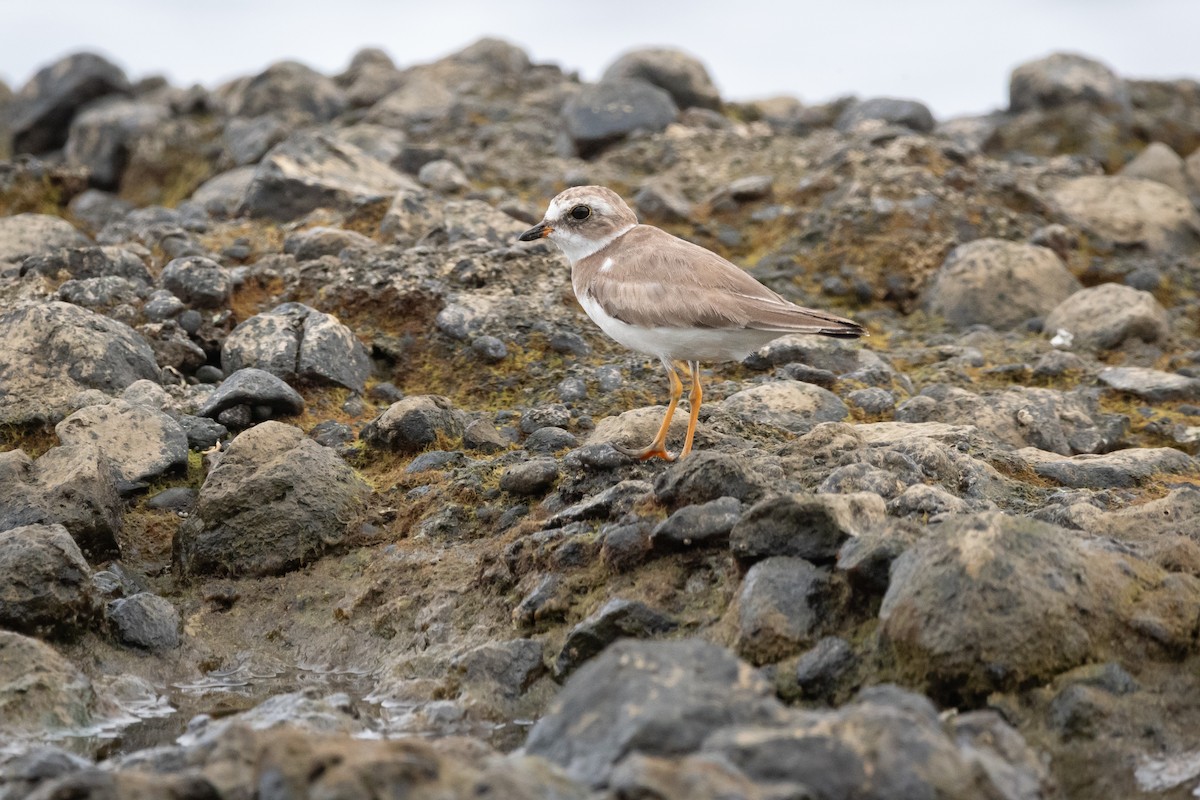 Пісочник канадський - ML645976083