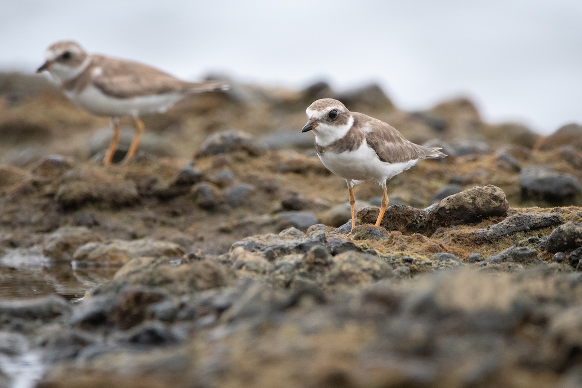 Пісочник канадський - ML645976084