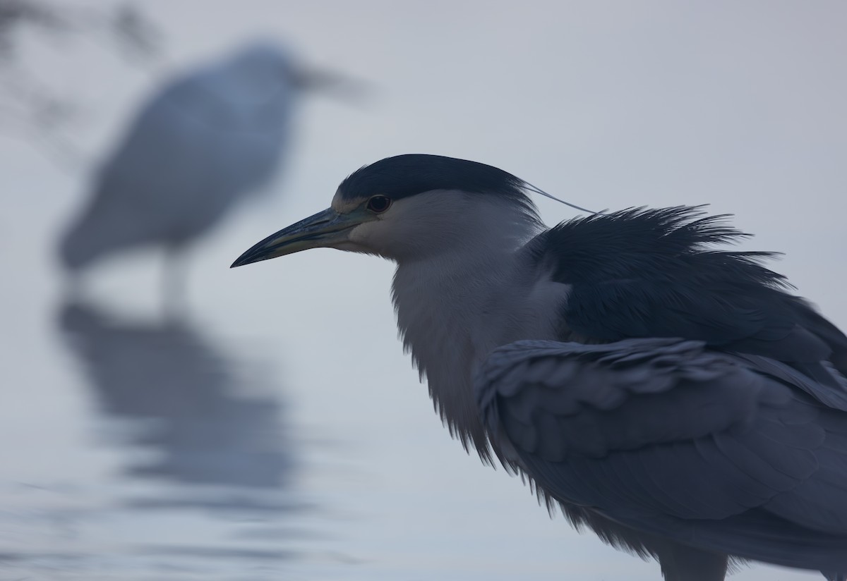 Black-crowned Night Heron - ML645976091