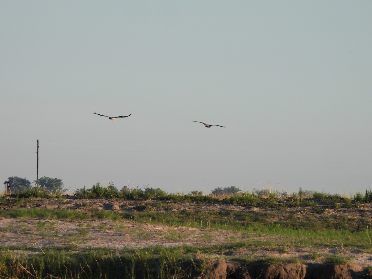 Ak Sırtlı Akbaba - ML645976108