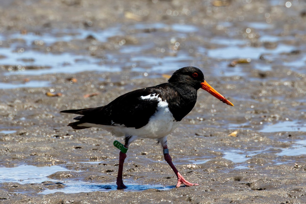 Pied Oystercatcher - ML645976110