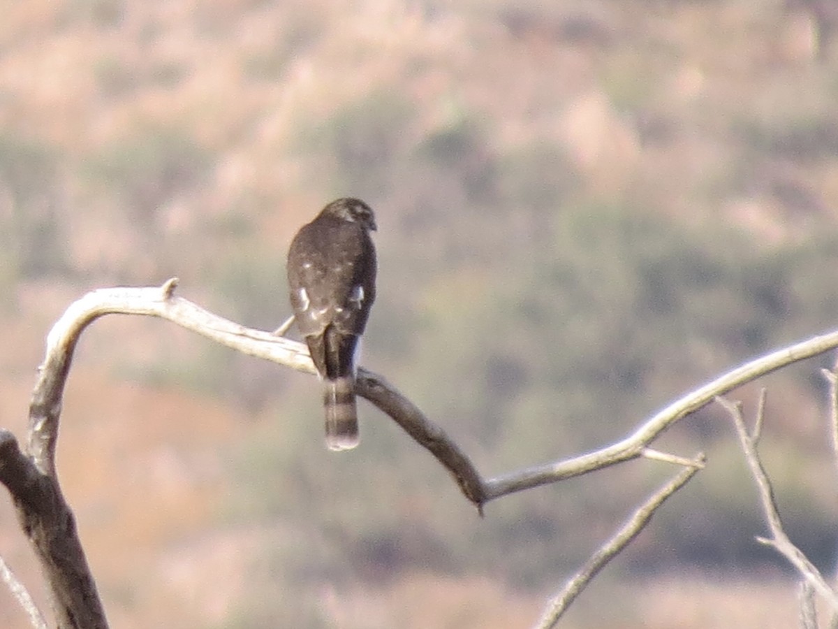 Sharp-shinned Hawk - ML645976116