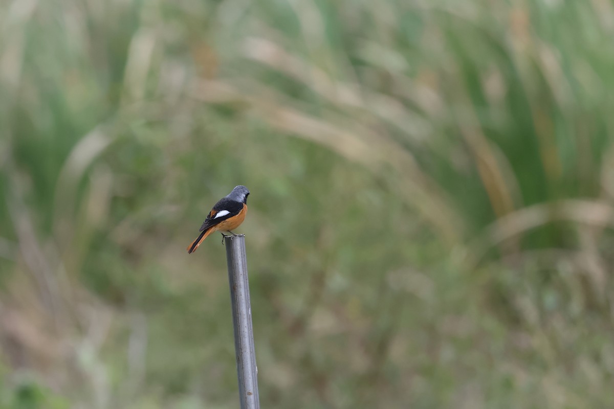 חכלילית סיבירית - ML645976118