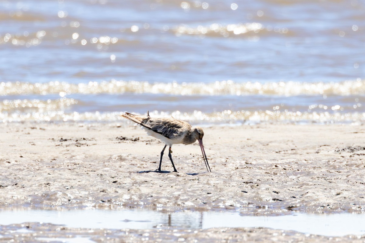 Bar-tailed Godwit - ML645976137