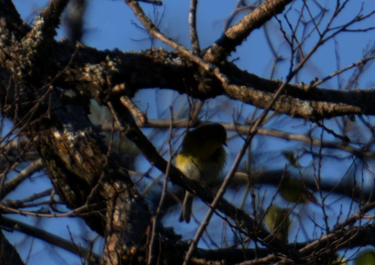 Pine Warbler - ML645976140