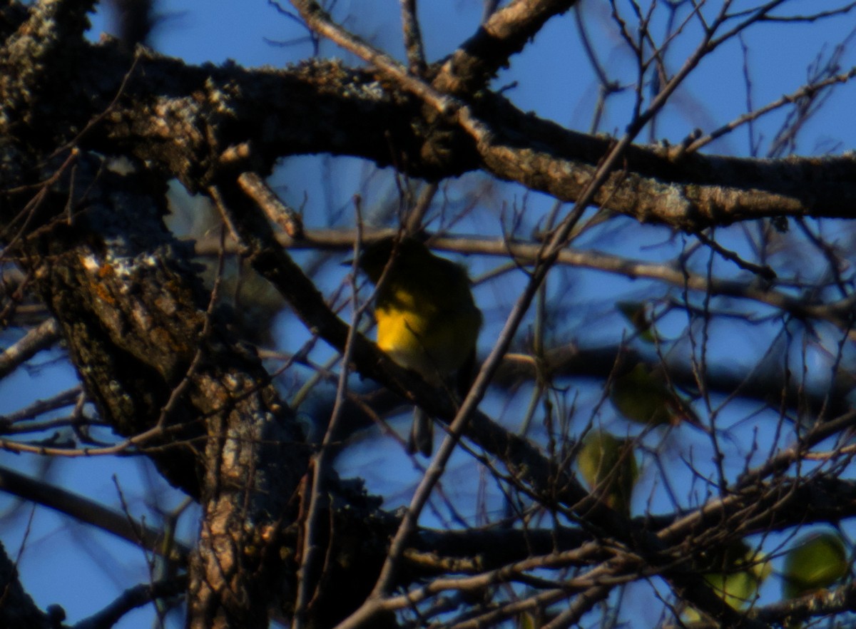 Pine Warbler - ML645976141