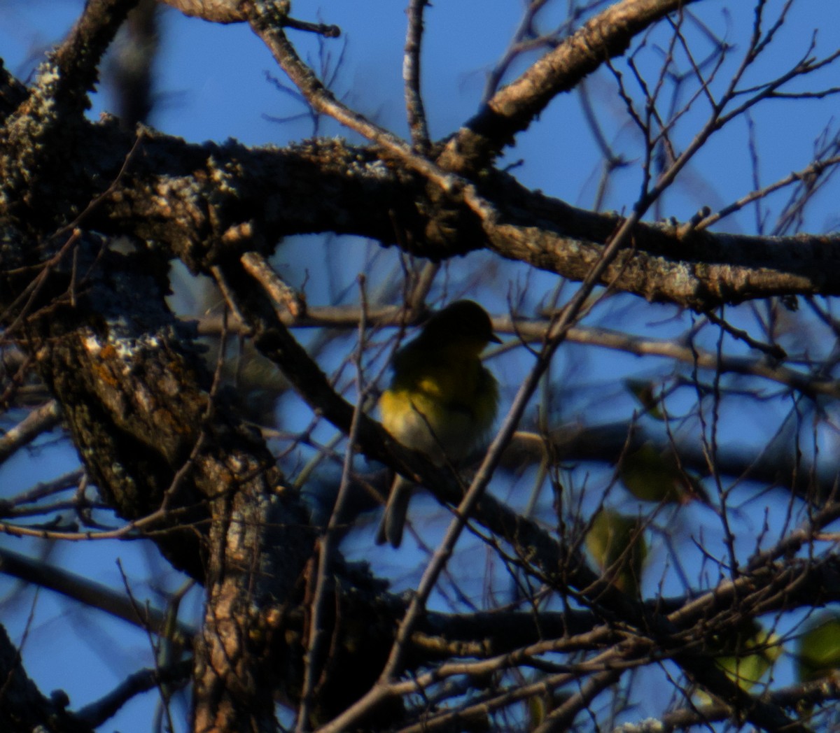 Pine Warbler - ML645976142