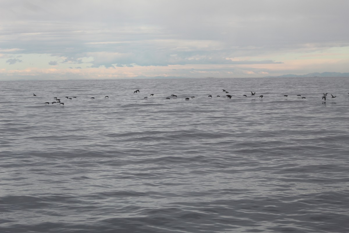 Black-vented Shearwater - ML645976154