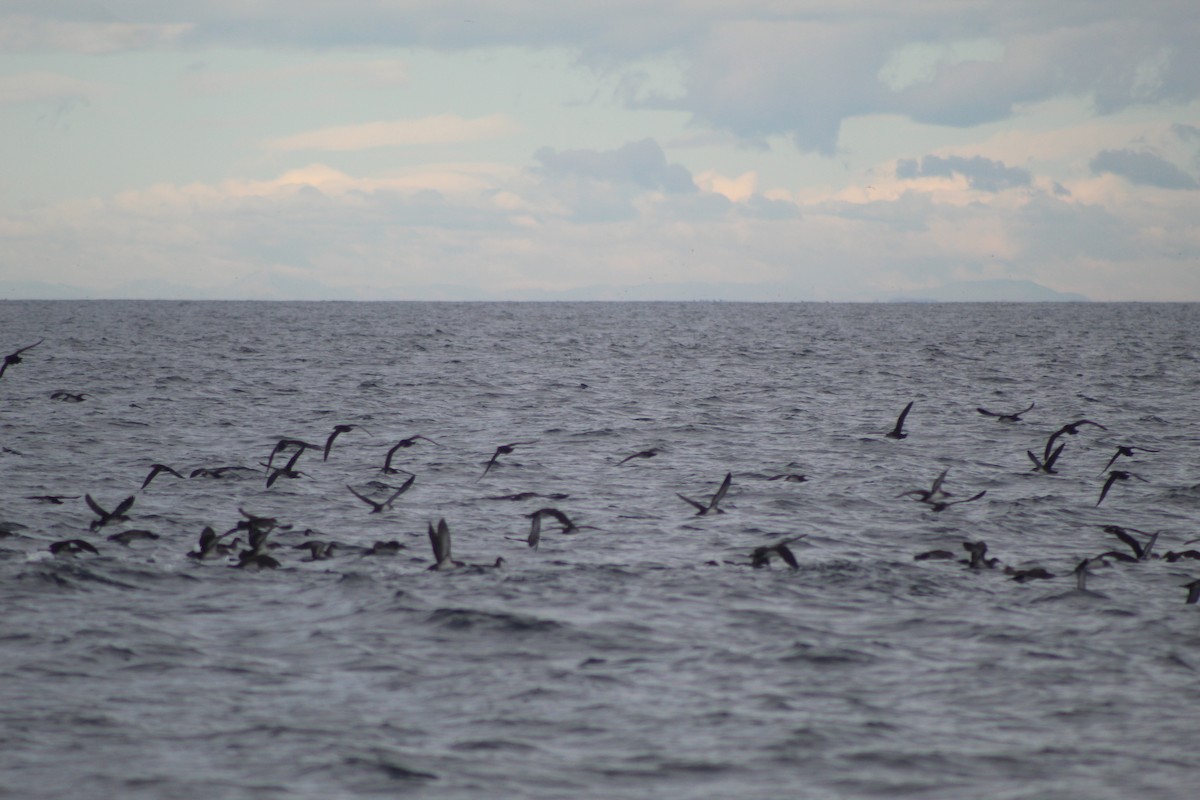 Black-vented Shearwater - ML645976155