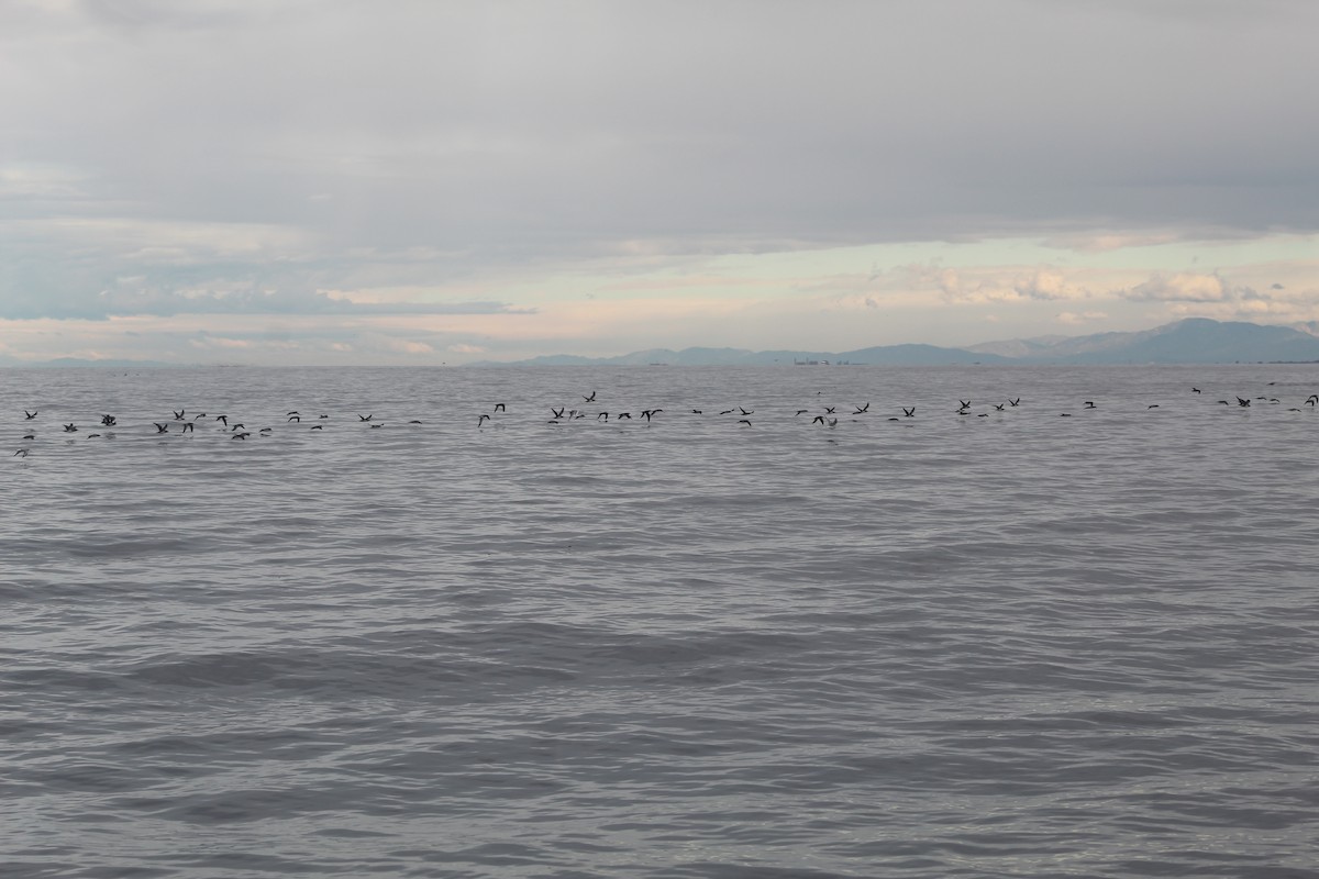 Black-vented Shearwater - ML645976156