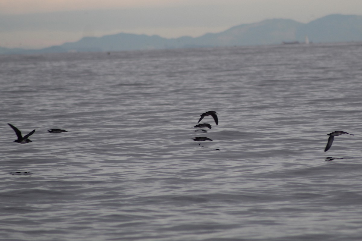 Black-vented Shearwater - ML645976157