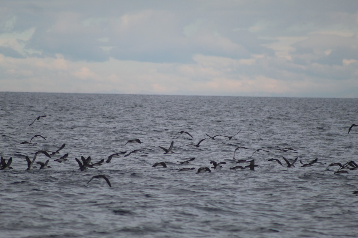 Black-vented Shearwater - ML645976158
