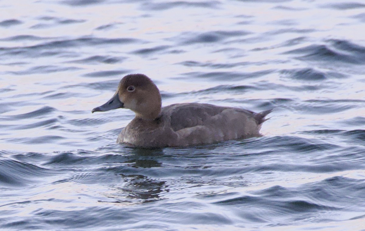 Redhead - ML645976160