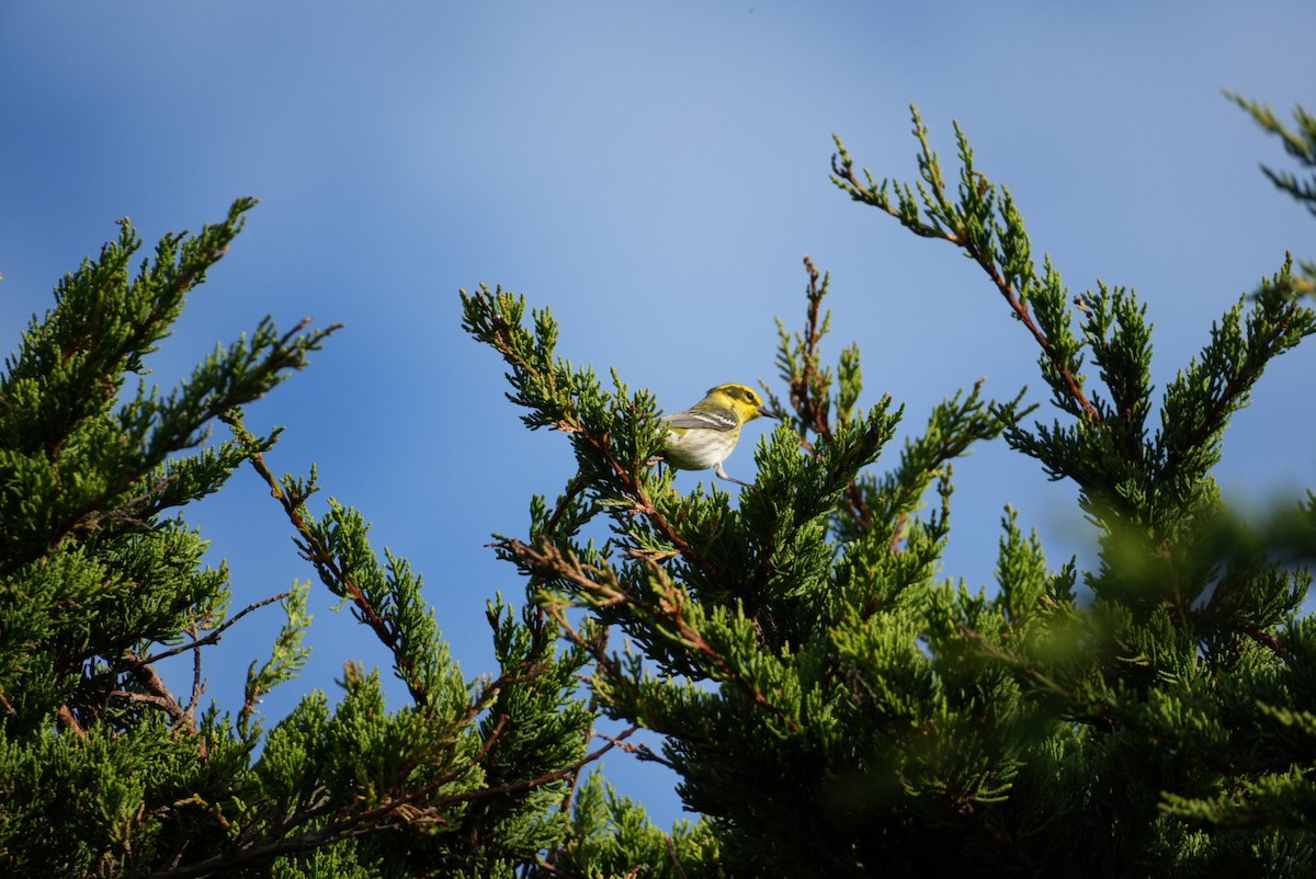 Townsend's Warbler - ML645976164
