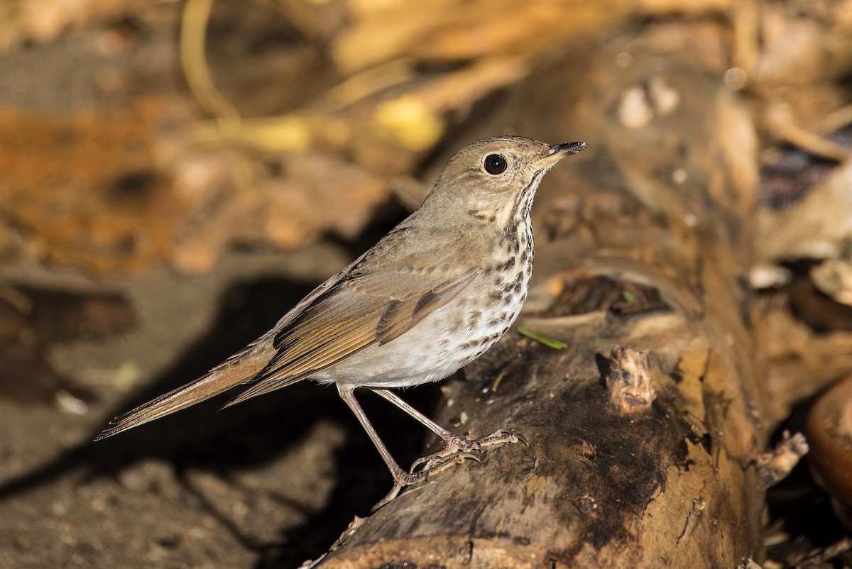 Hermit Thrush - ML645976165
