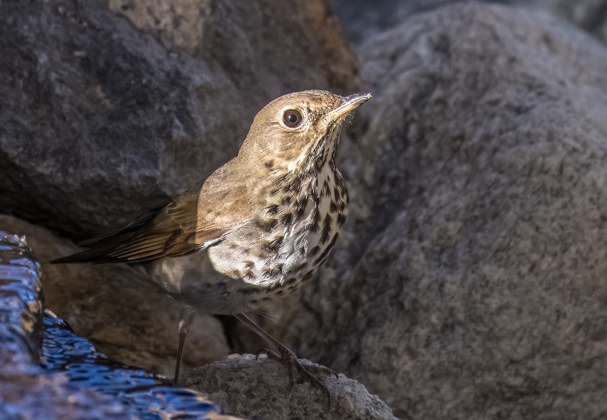Hermit Thrush - ML645976166