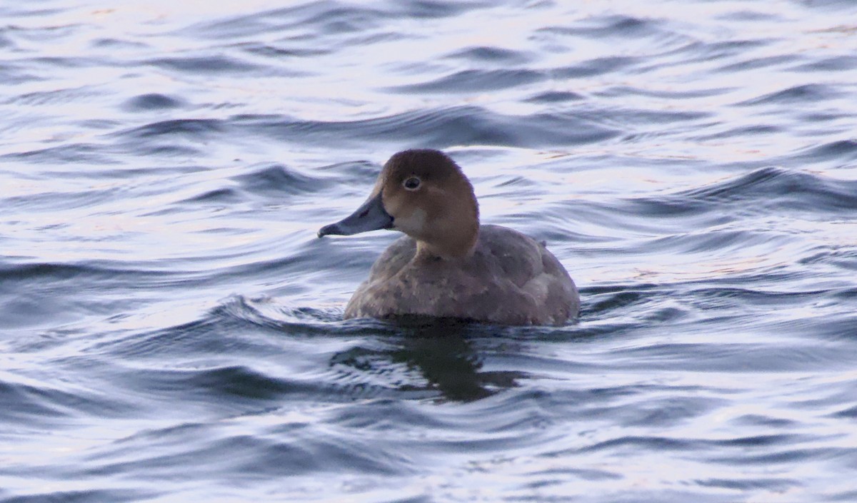 Redhead - ML645976167