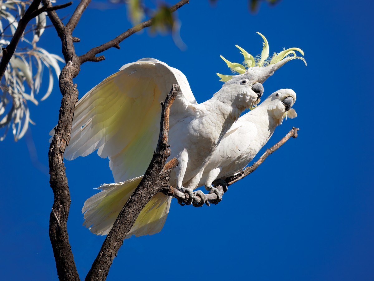 Sulphur-crested Cockatoo - ML645976168