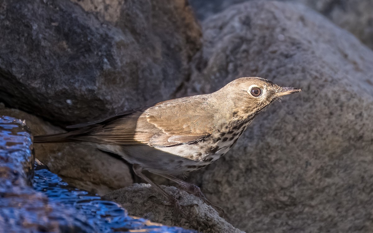 Hermit Thrush - ML645976169