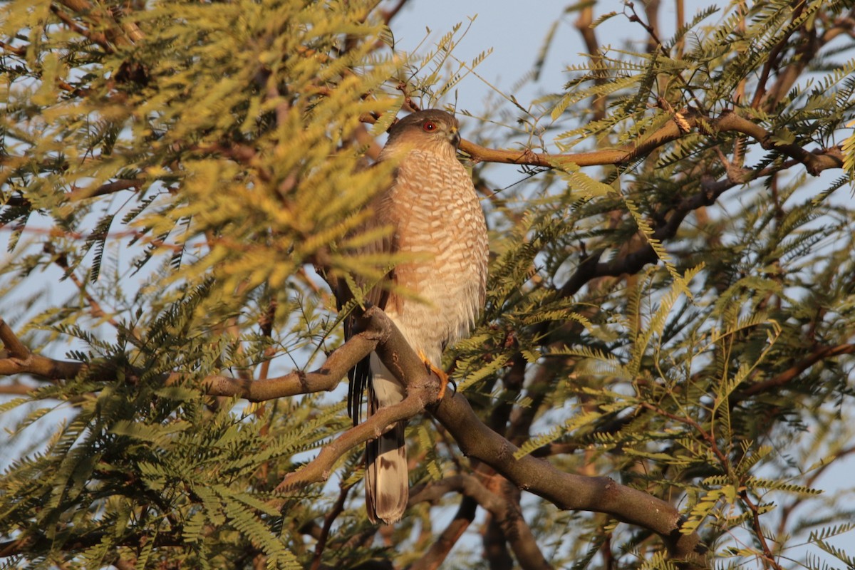 Cooper's Hawk - ML645976170