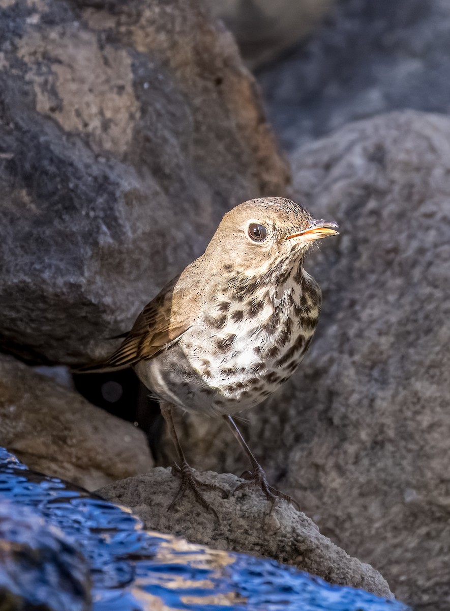 Hermit Thrush - ML645976171