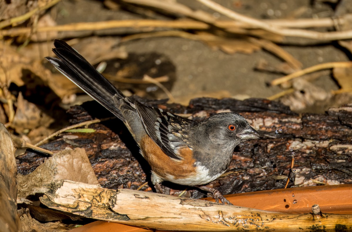 Spotted Towhee - ML645976172