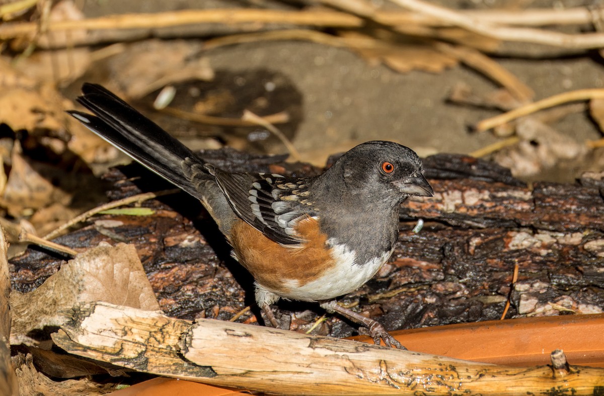 Spotted Towhee - ML645976173