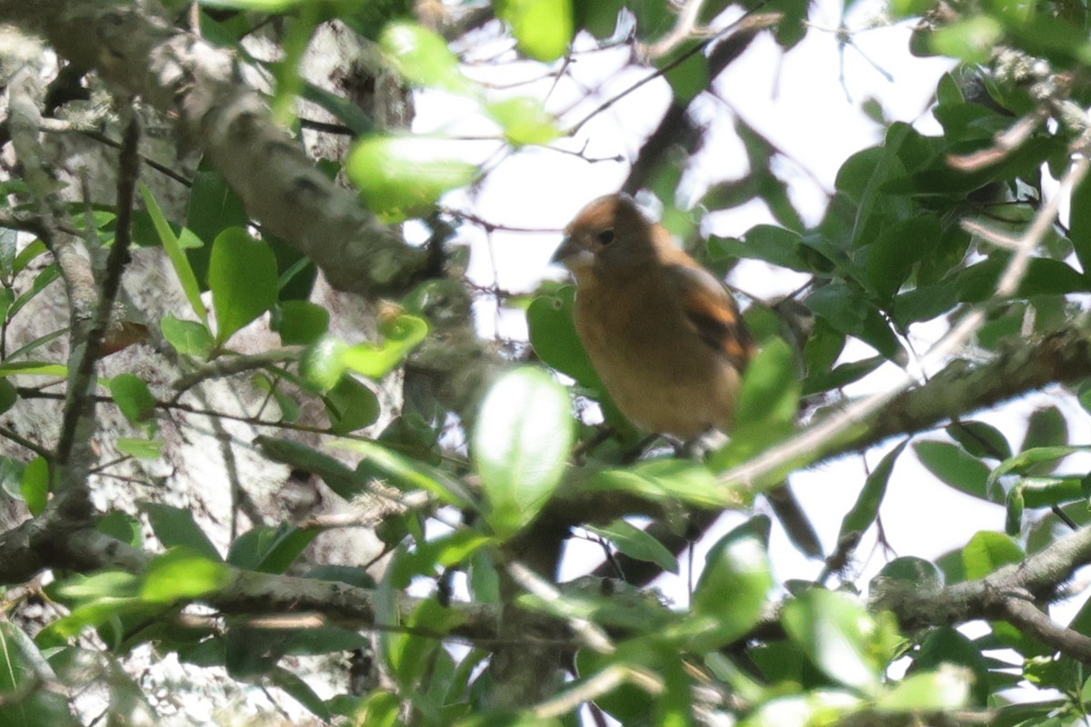 Blue Grosbeak - ML645976174